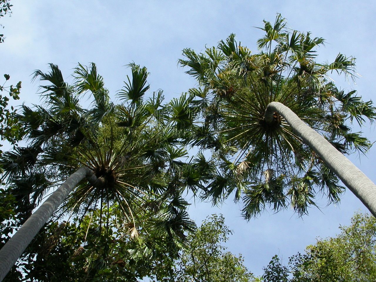 Livistona humilis habit