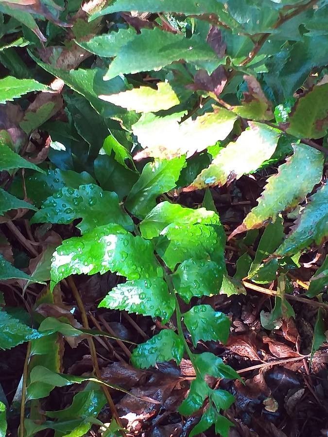 Cyrtomium tukusicola — search result for 'Cyrtomium'