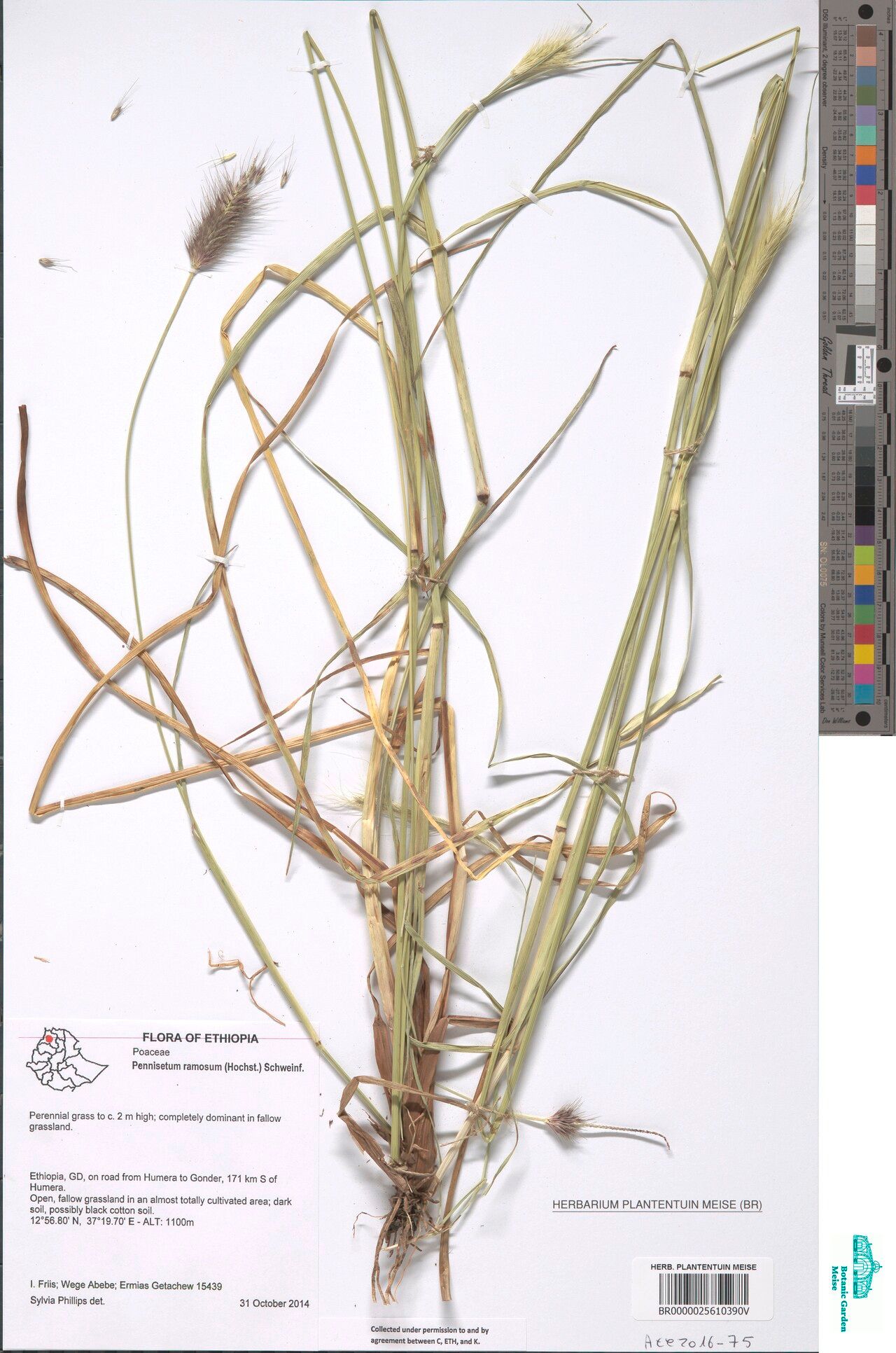 Cenchrus ramosus — houseplant care guide