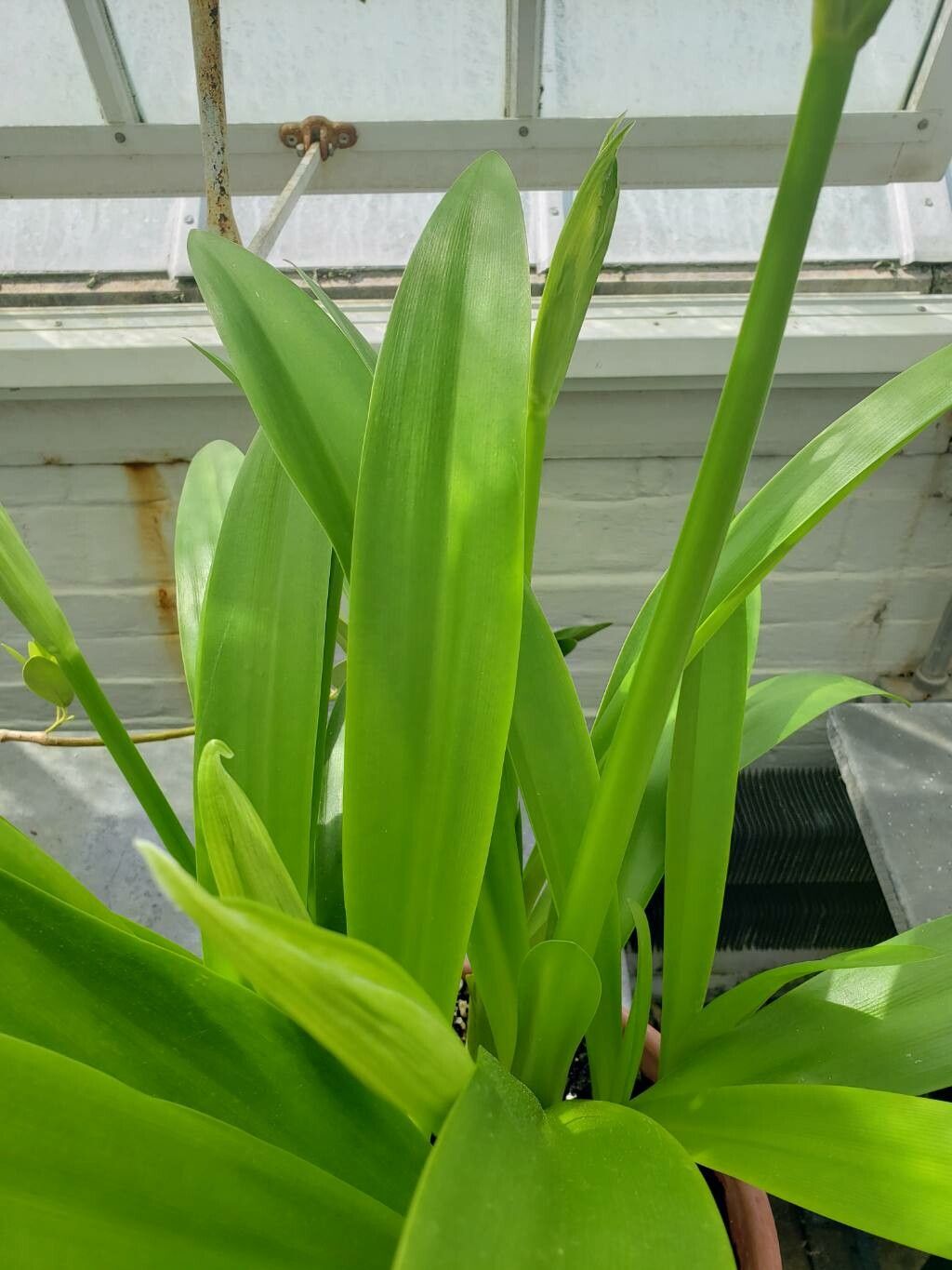 Ismene amancaes leaf