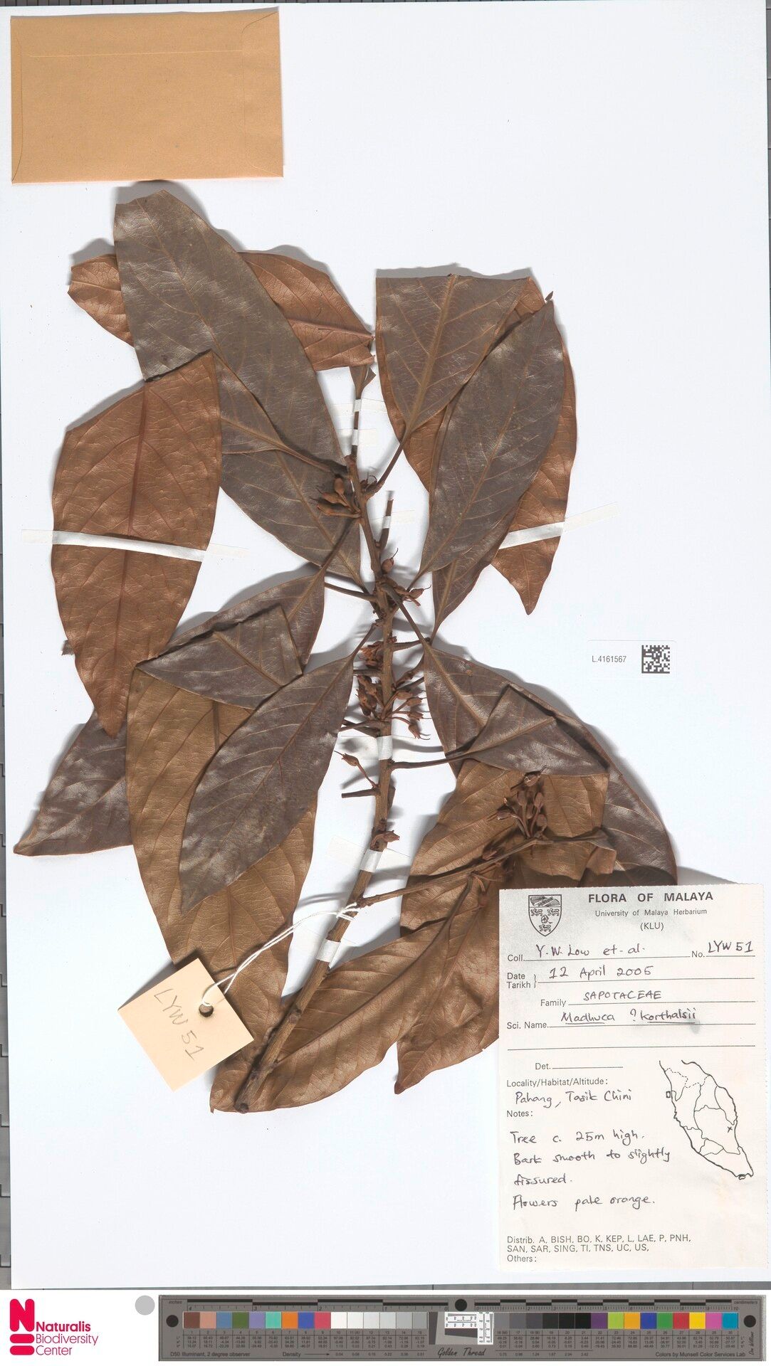 Madhuca korthalsii — related species from the same genus