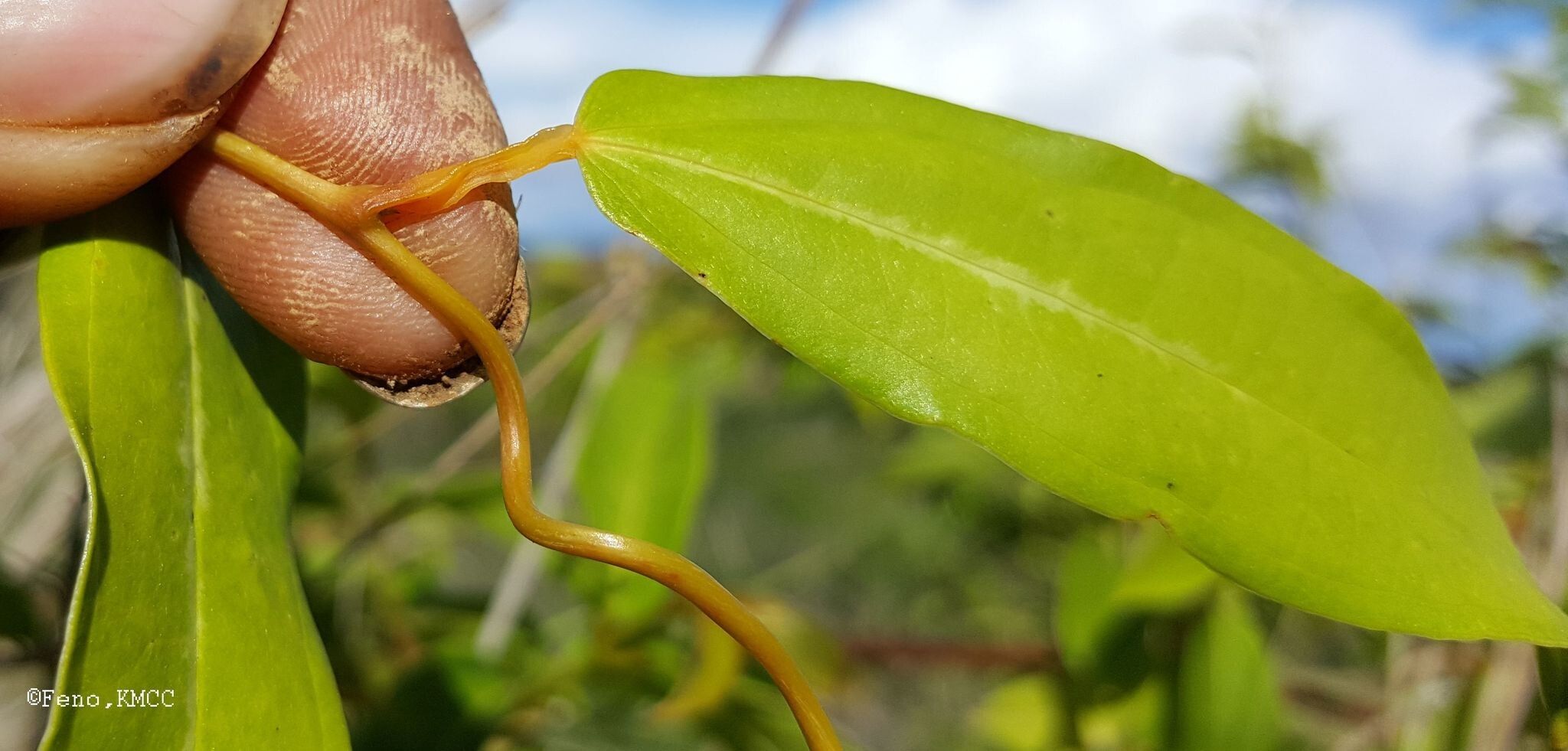 Dioscorea bemandry — houseplant care guide
