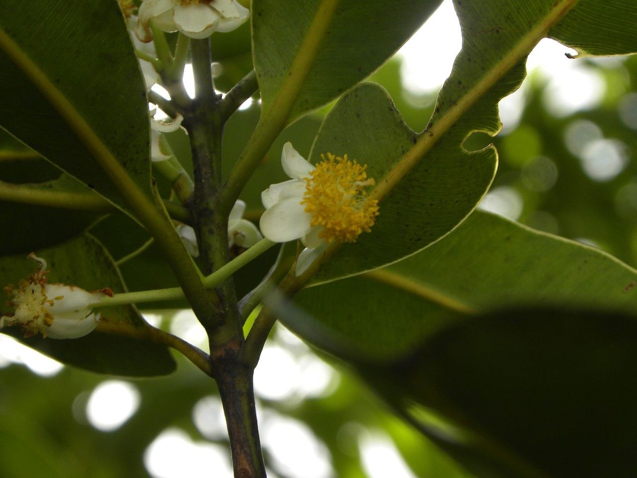 Calophyllum tacamahaca flower