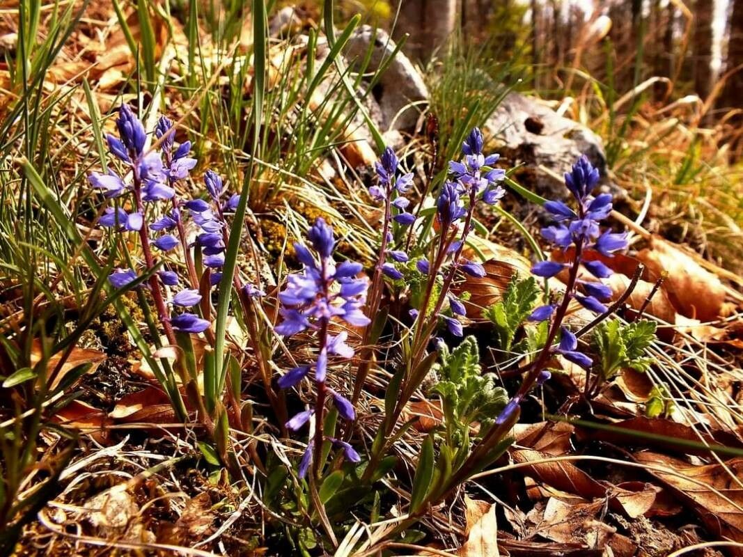 Polygala amarella flower