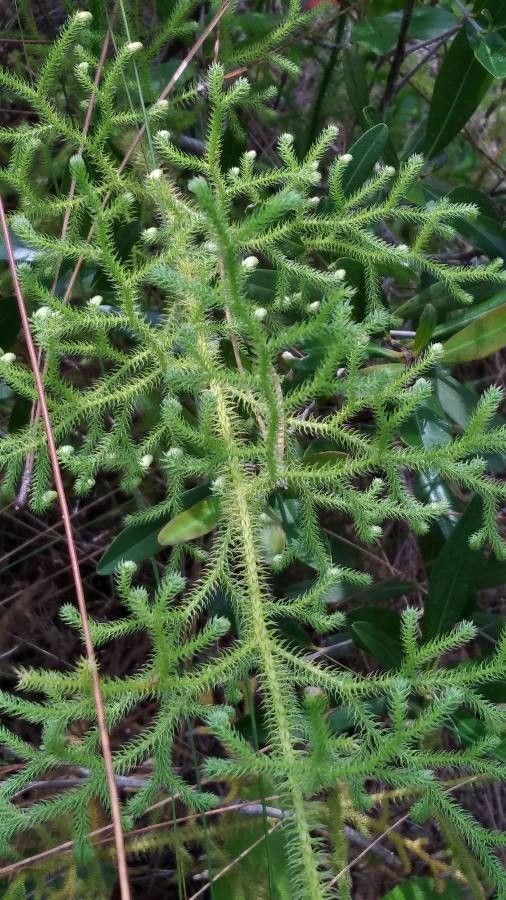 Lycopodiella appressa — related species from the same genus