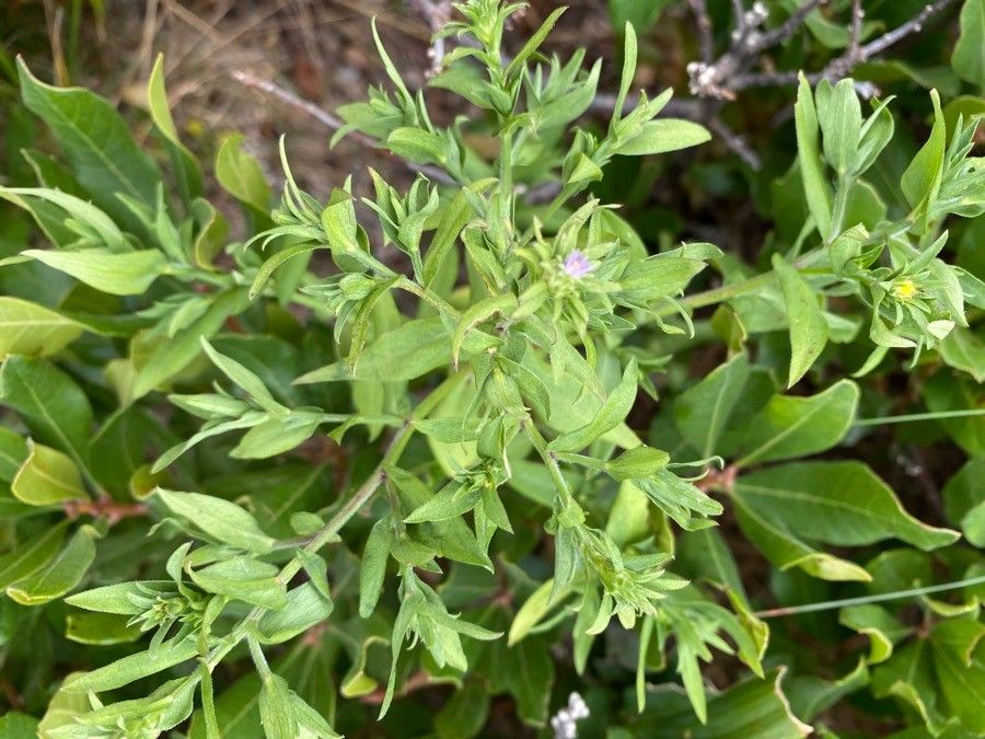 Trichostema brachiatum — related species from the same genus
