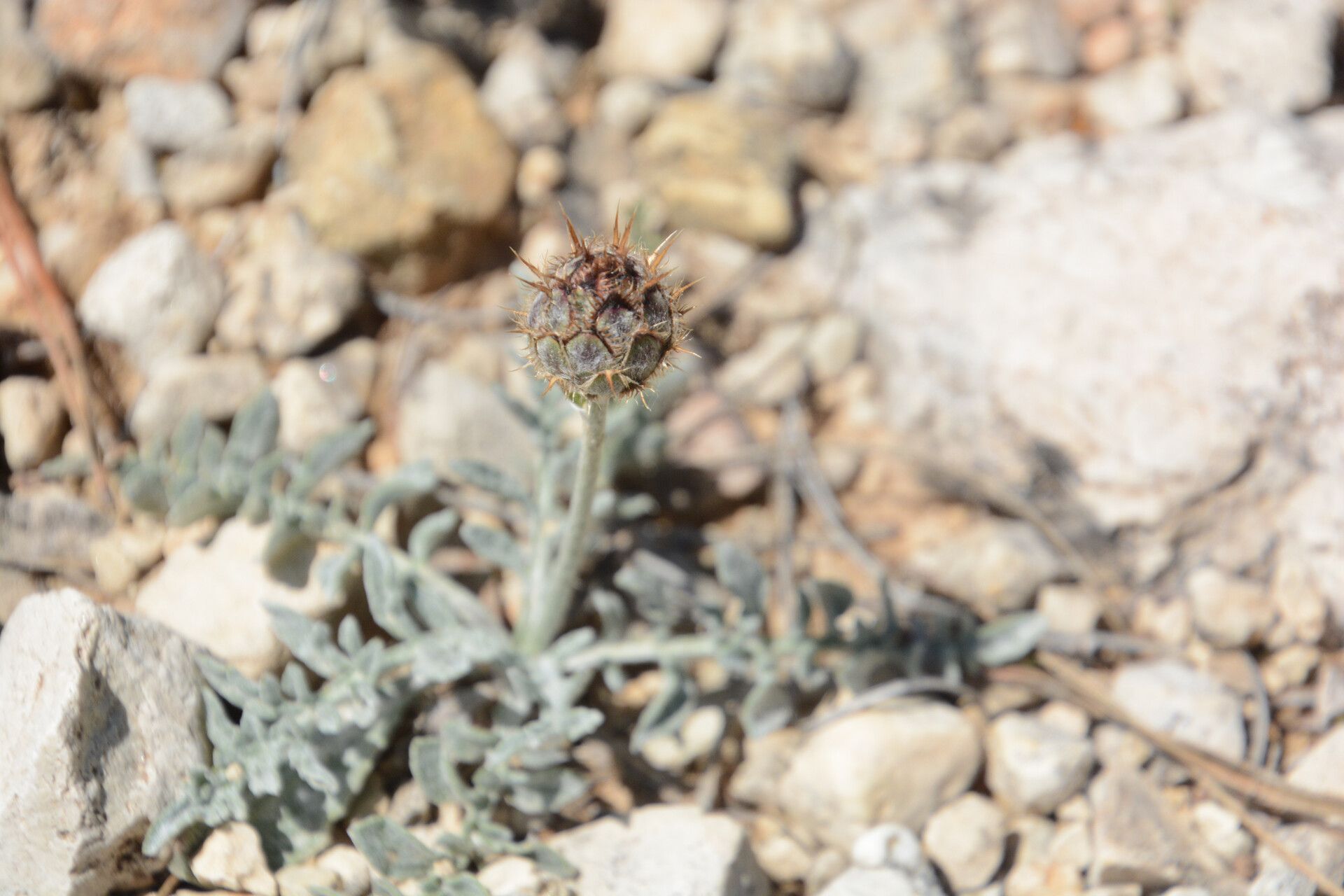 Centaurea granatensis flower