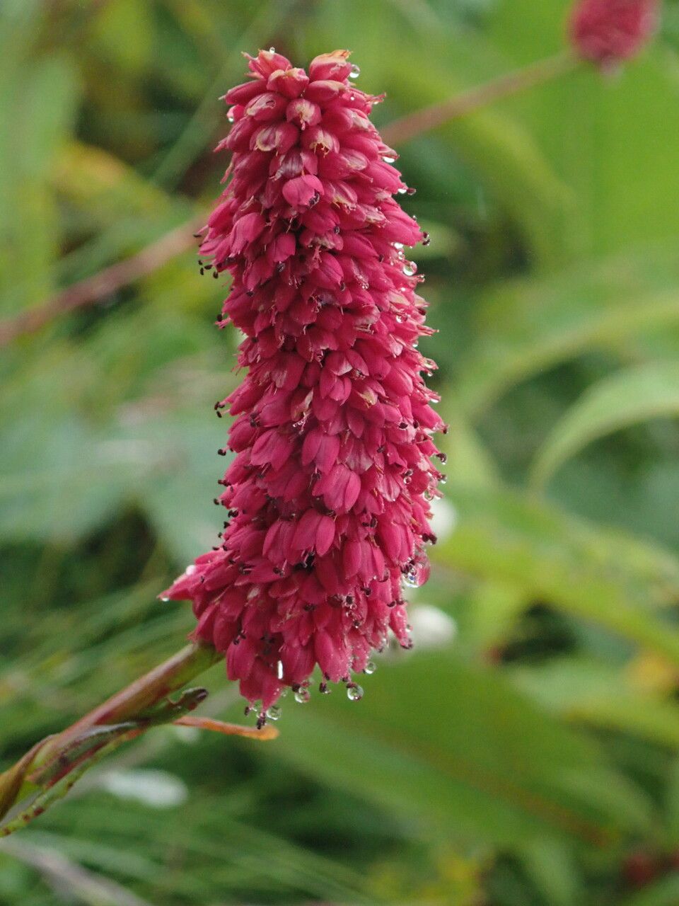 Bistorta milletii flower