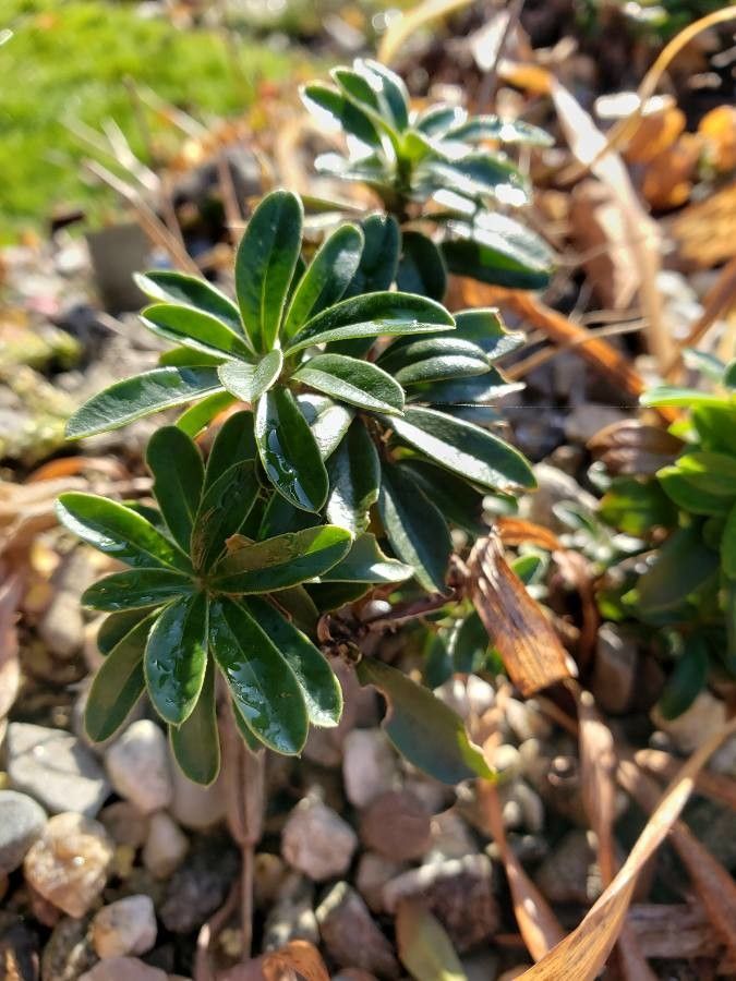 Daphne striata habit