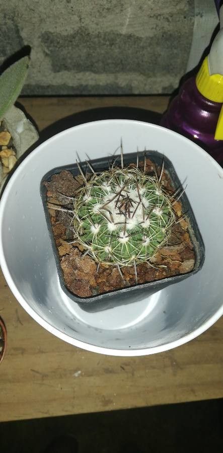 Stenocactus multicostatus bark