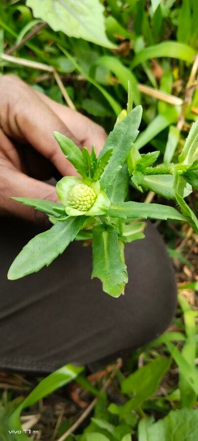 Enydra fluctuans flower