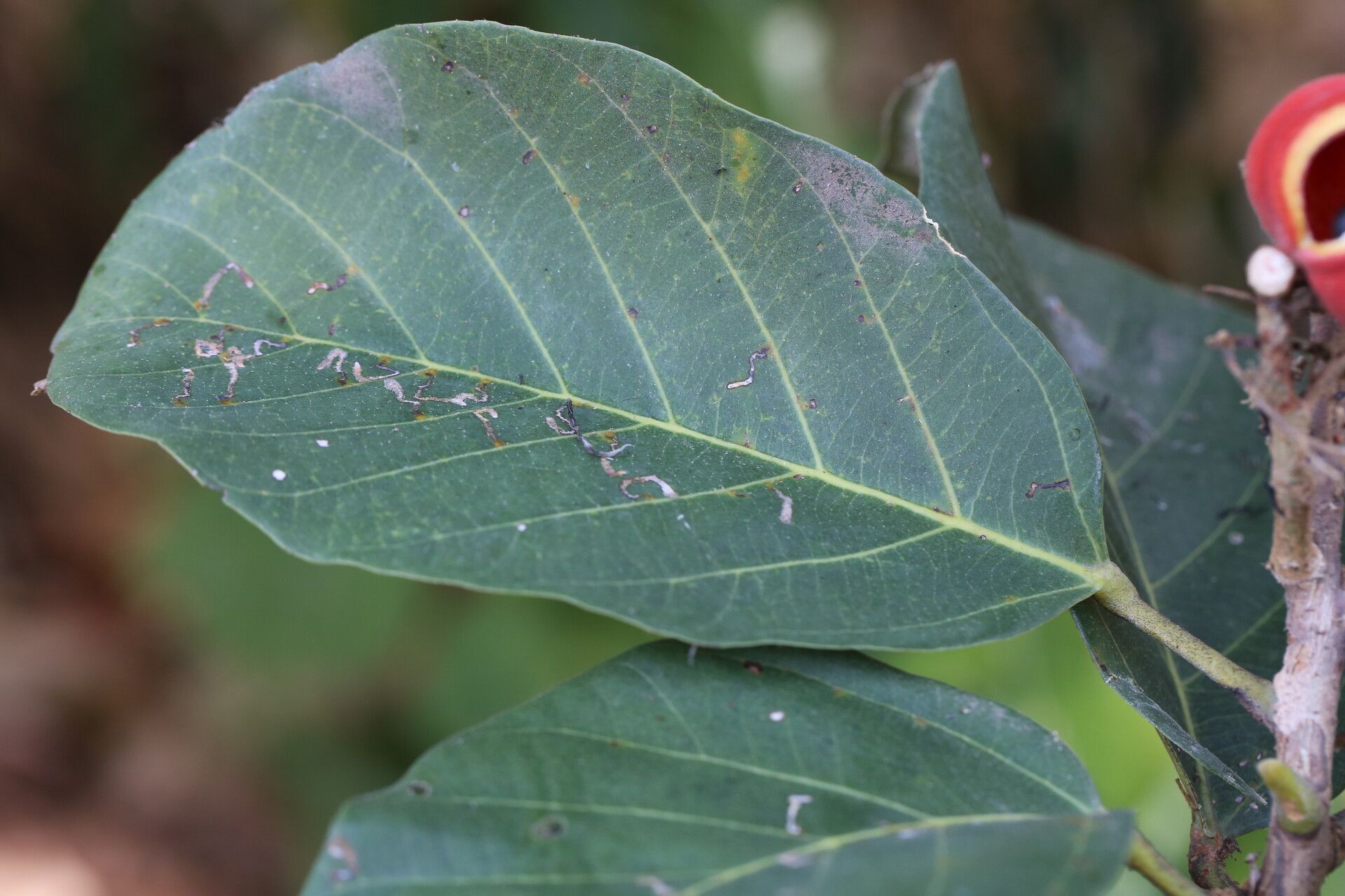 Sterculia subviolacea — houseplant care guide