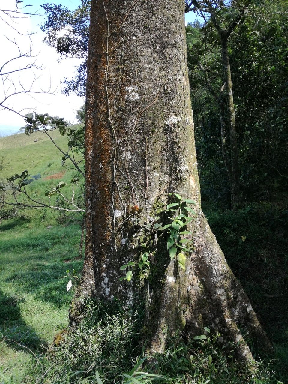 Parinari parvifolia bark