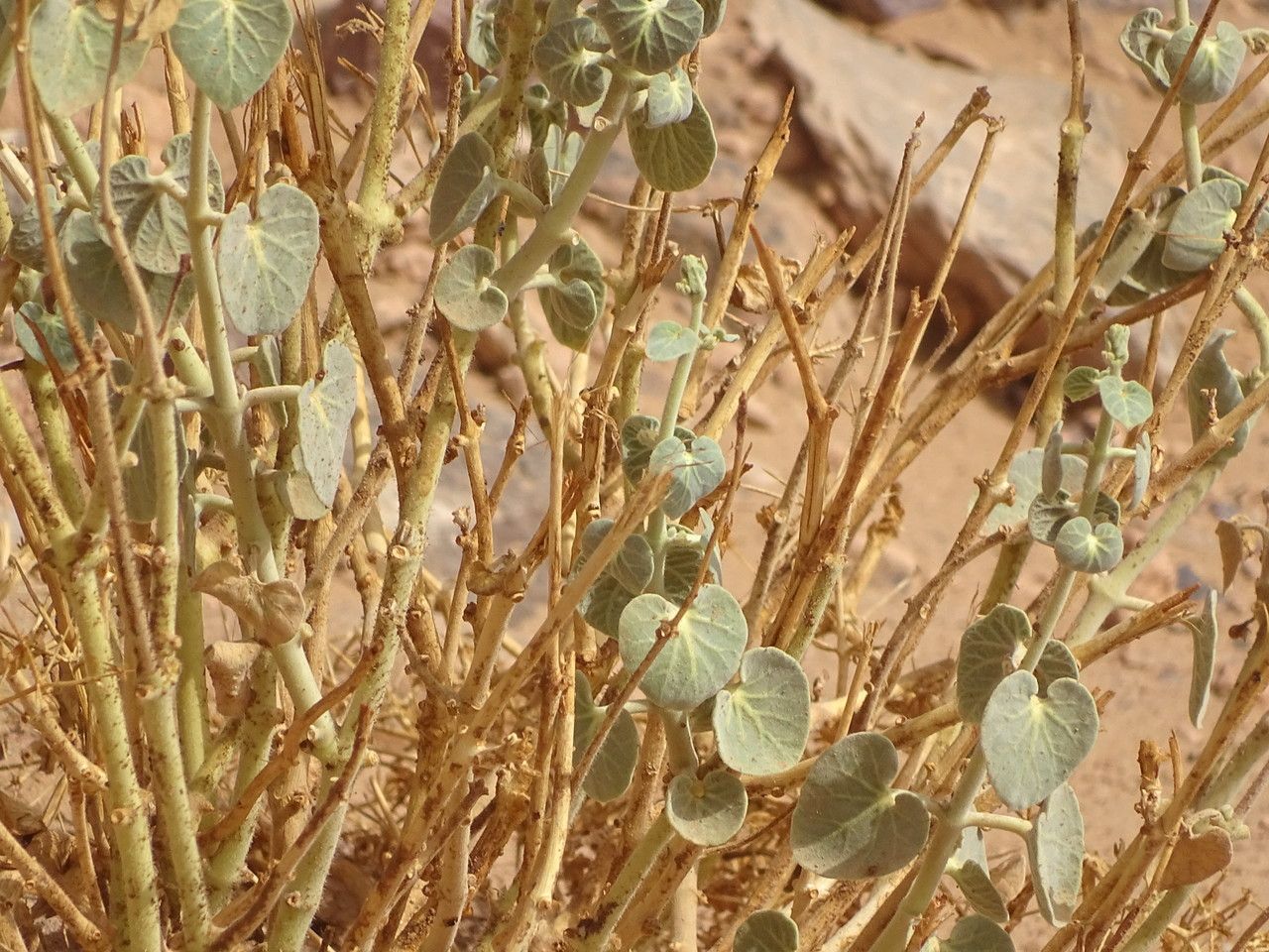 Pergularia tomentosa — related species from the same genus