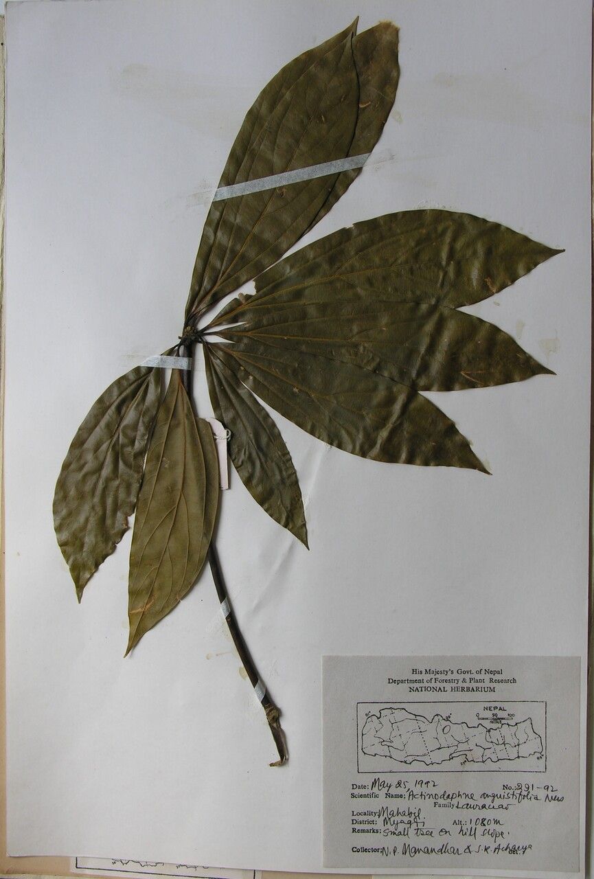 Neolitsea cuipala other