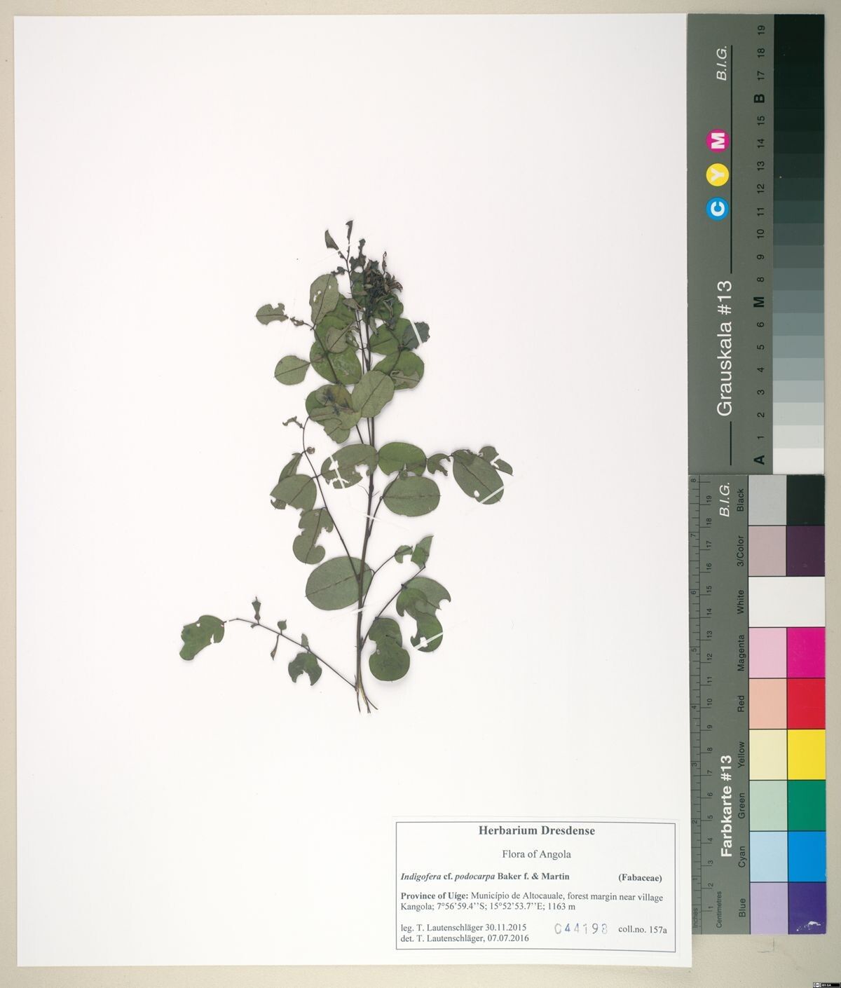 Indigofera podocarpa — houseplant care guide