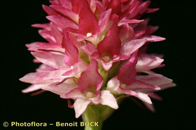 Gymnadenia buschmanniae flower