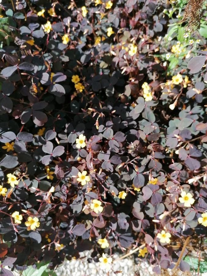 Oxalis spiralis — search result for 'Oxalis'