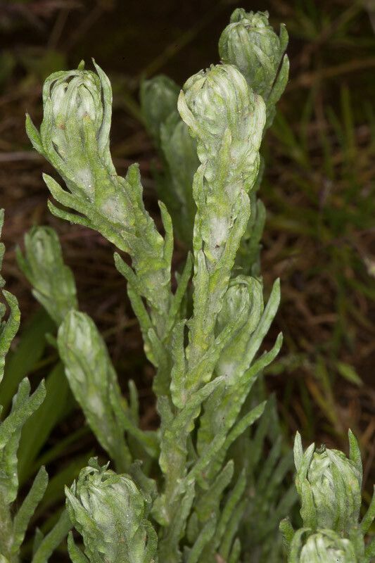 Filago germanica bark