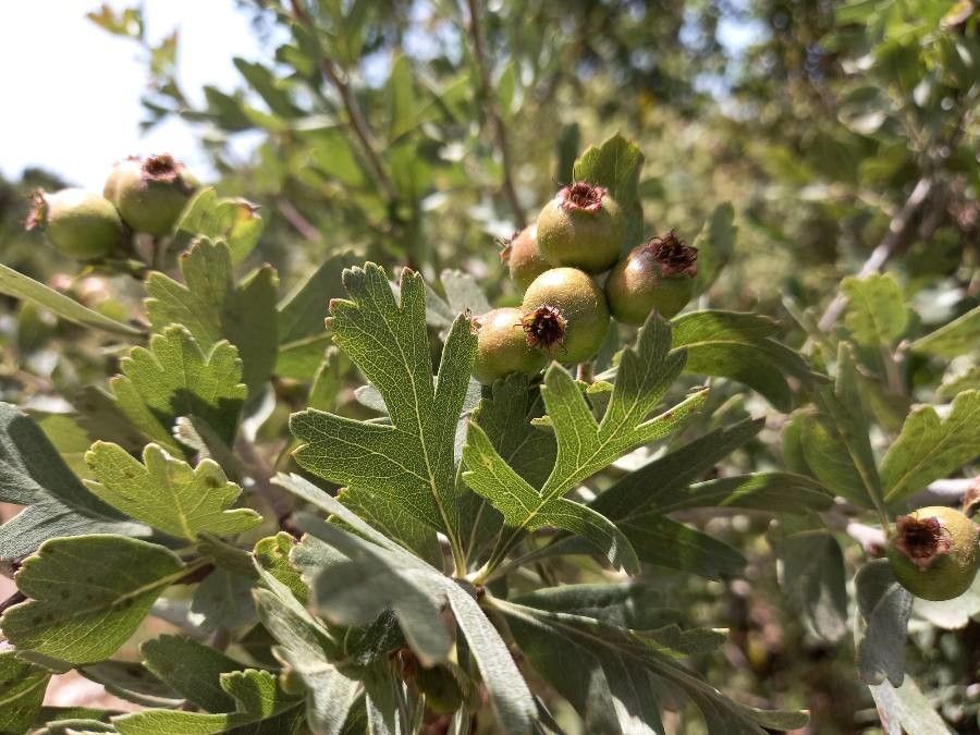 Crataegus aronia fruit