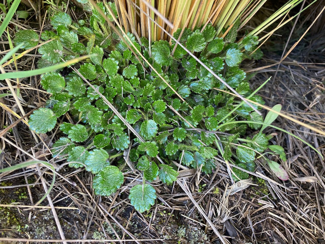 Azorella crenata habit