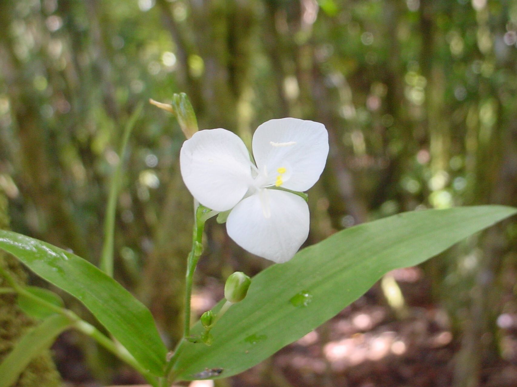 Aneilema neocaledonicum — houseplant care guide