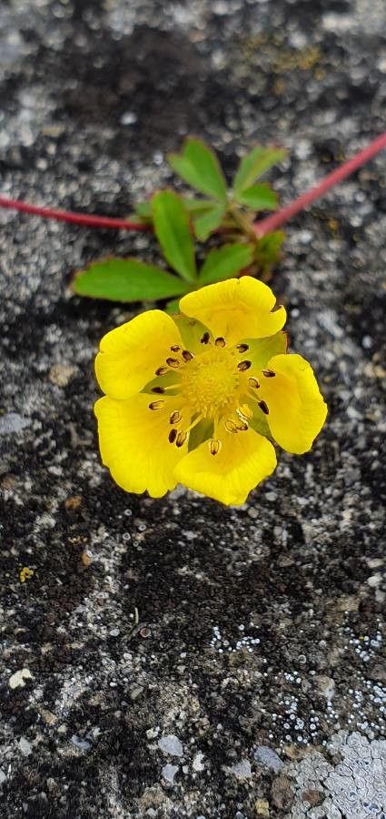 Potentilla anglica flower