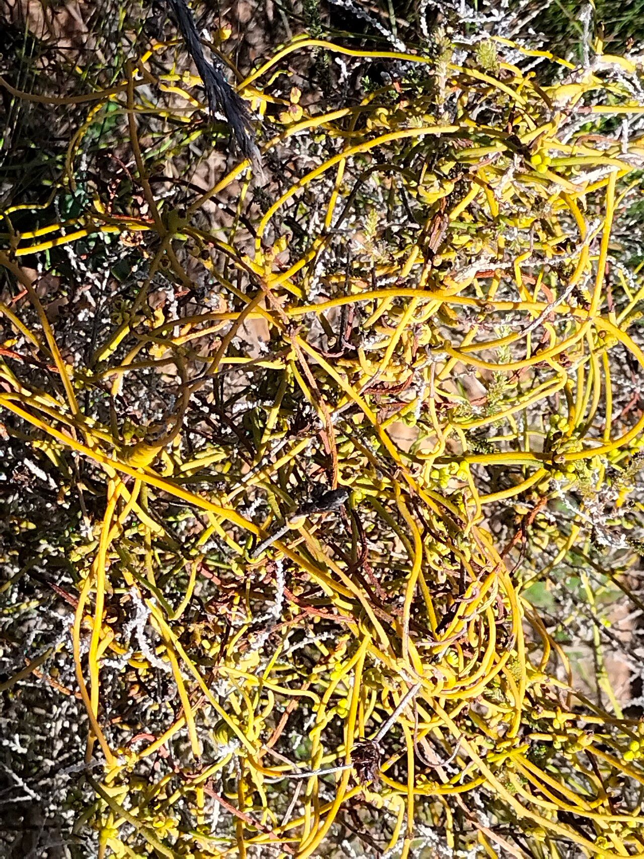 Cassytha ciliolata habit