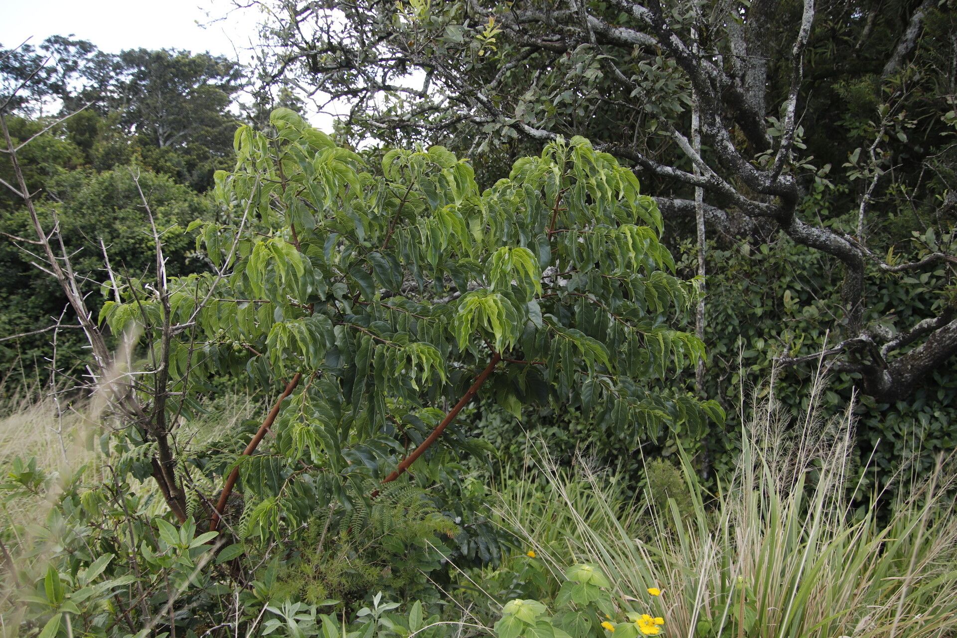 Vangueria apiculata habit