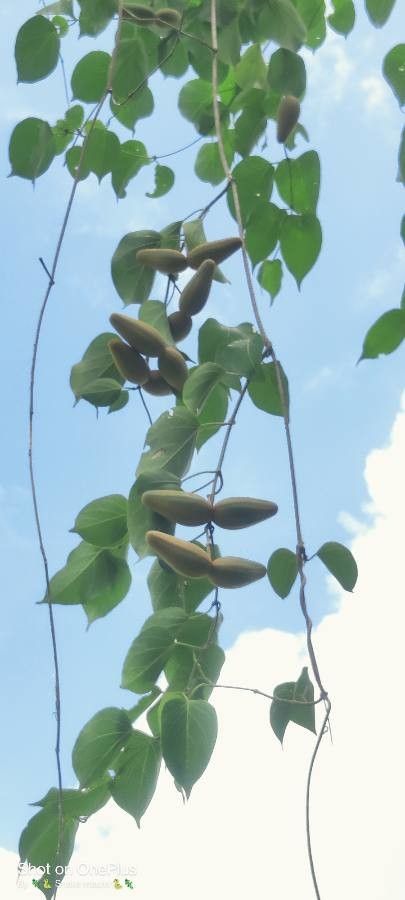 Dregea volubilis flower