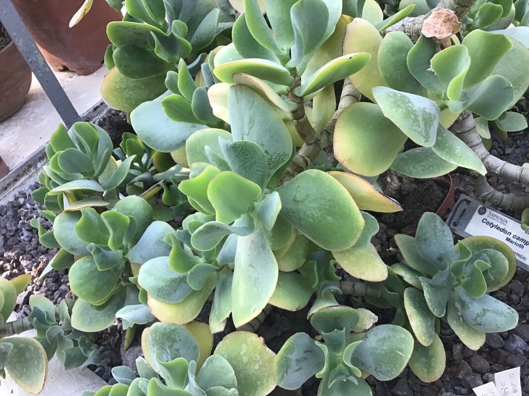 Cotyledon campanulata