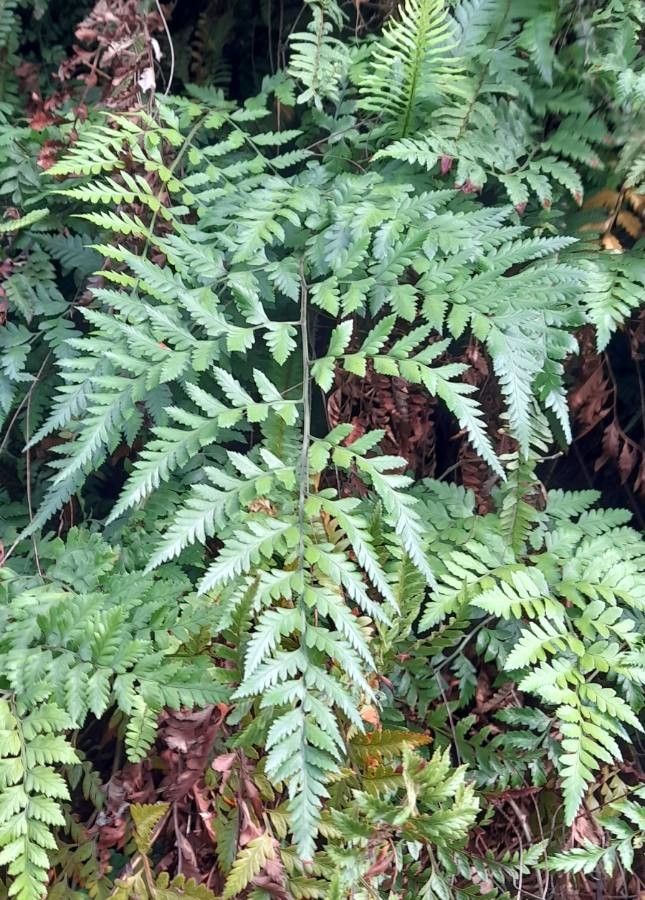 Asplenium divergens — houseplant care guide