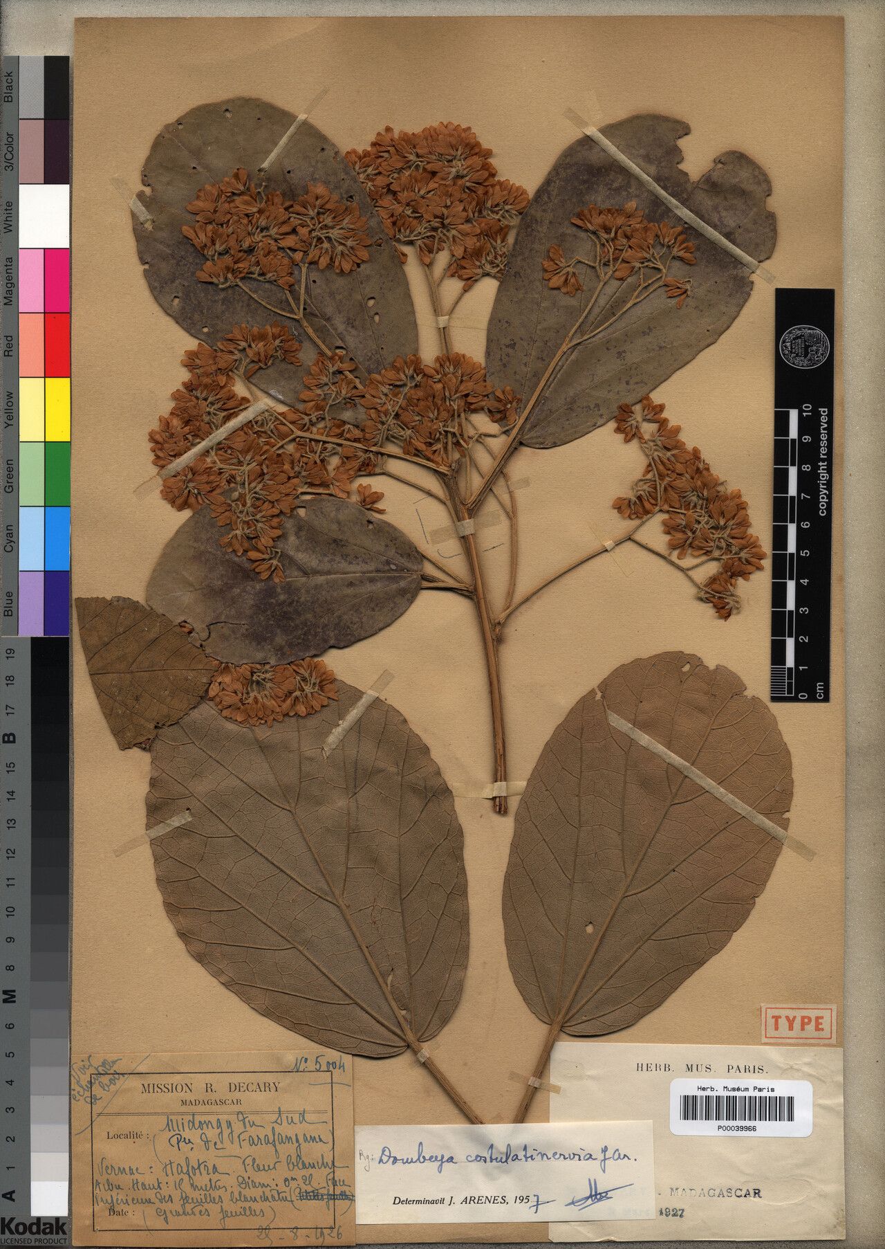 Dombeya costulatinervia — houseplant care guide