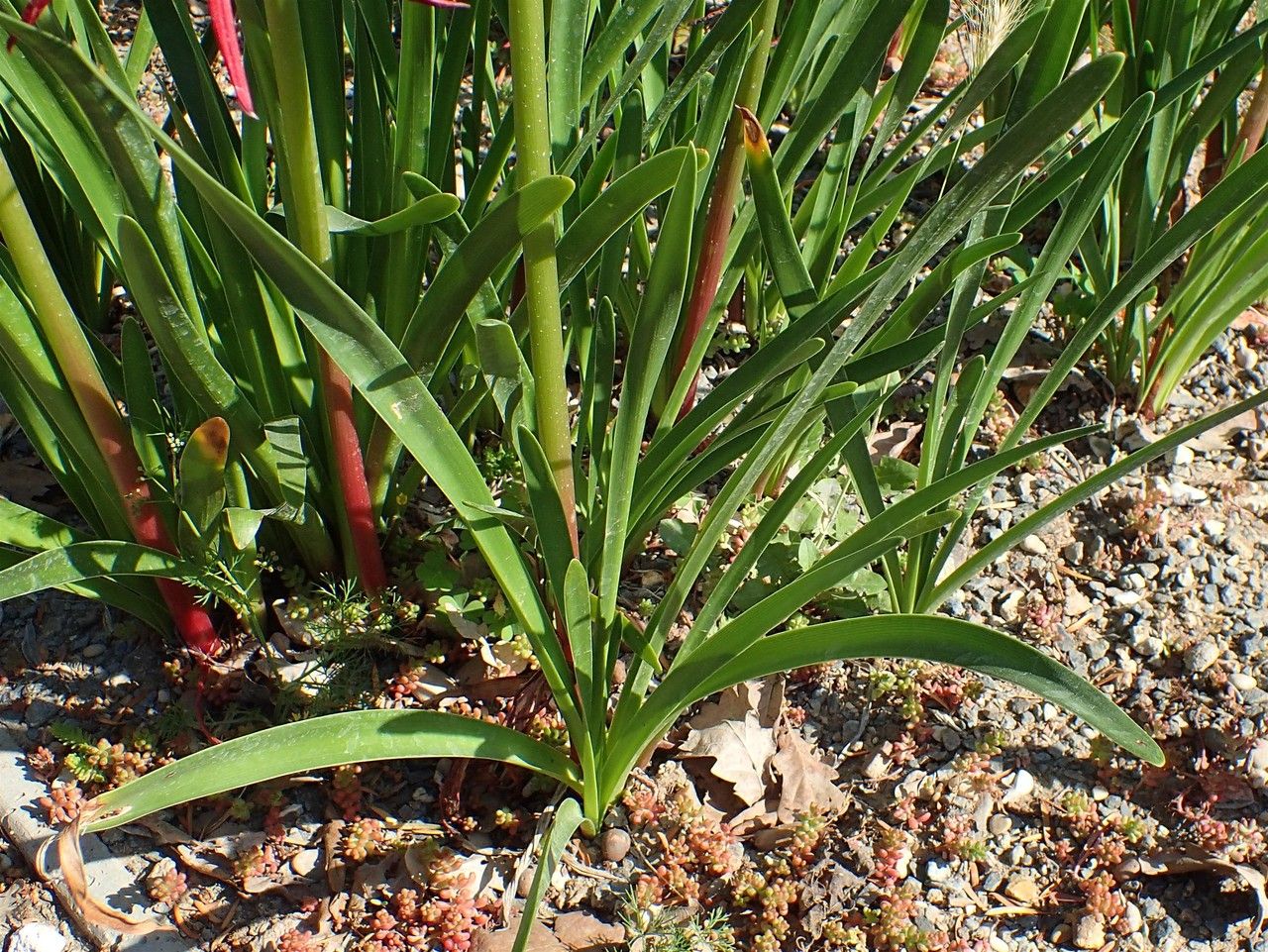 Sprekelia formosissima habit