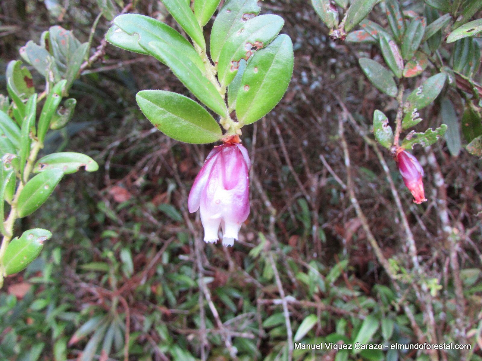 Cavendishia capitulata — houseplant care guide