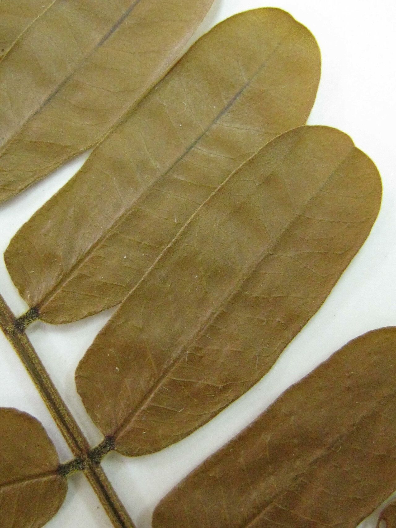 Cassia cowanii — search result for 'Cassia'