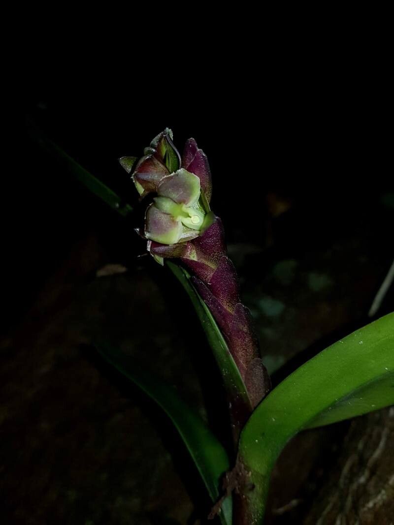 Epidendrum summerhayesii flower