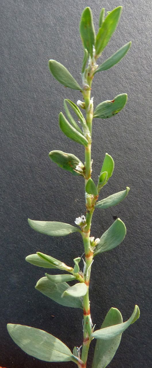 Polygonum robertii leaf