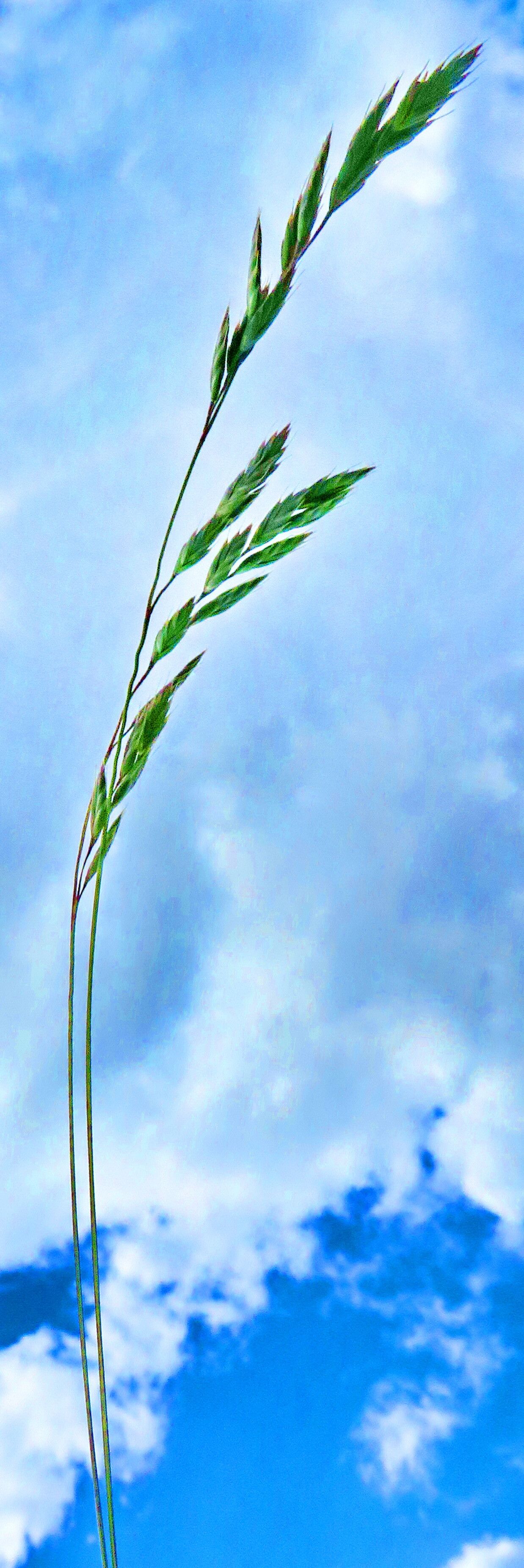 Festuca pallens flower