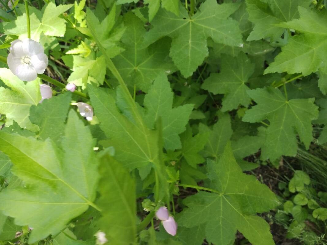 Iliamna rivularis leaf