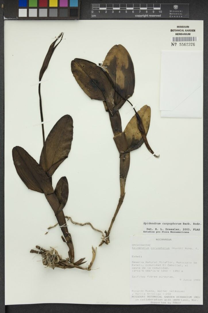Epidendrum carpophorum other