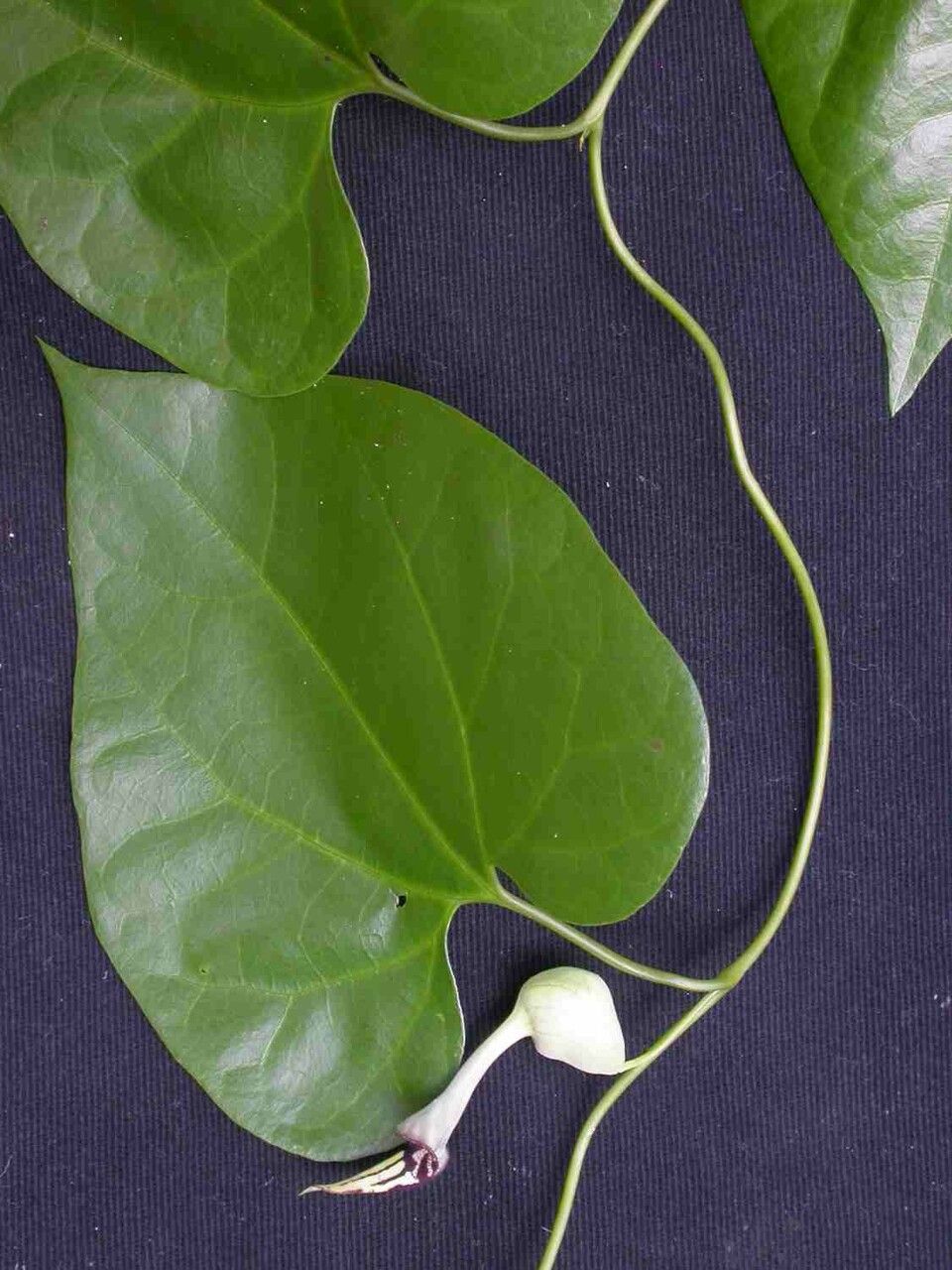 Aristolochia cordigera — search result for 'Aristolochia'