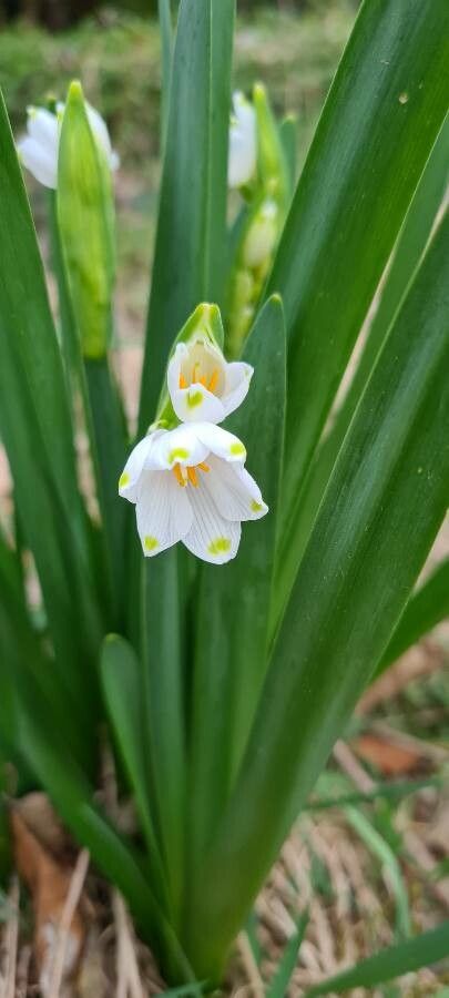Leucojum pulchellum flower