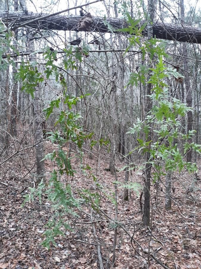 Lygodium palmatum habit