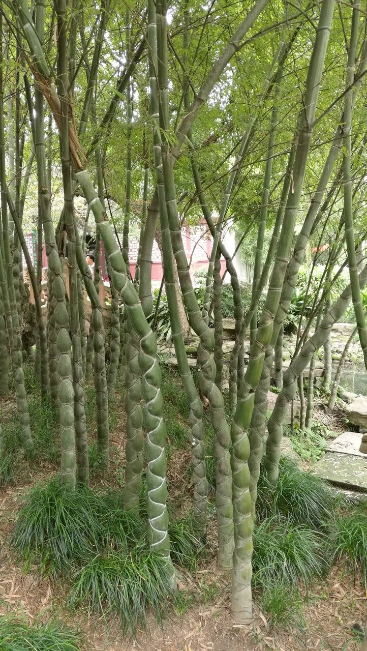 Bambusa tuldoides habit