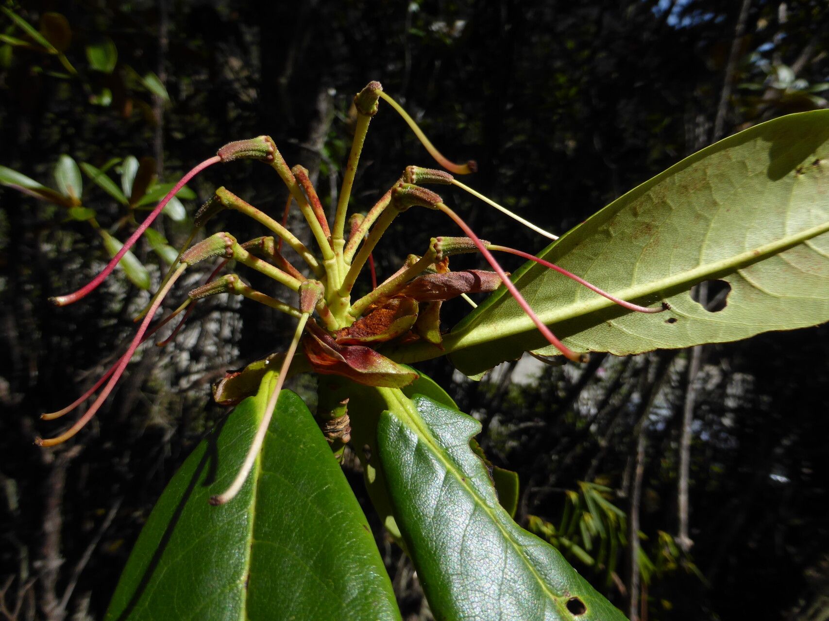 Rhododendron dignabile fruit