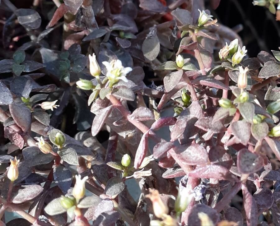 Crassula volkensii flower