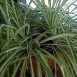 Chlorophytum capense