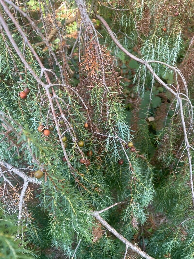 Picea breweriana fruit