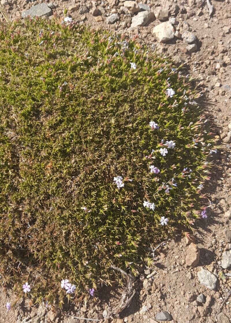 Junellia caespitosa habit
